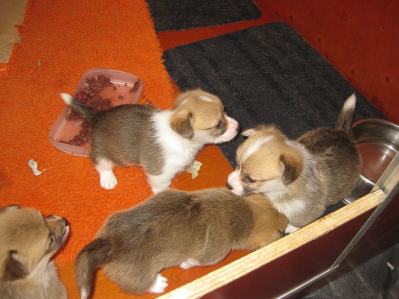 Puppies